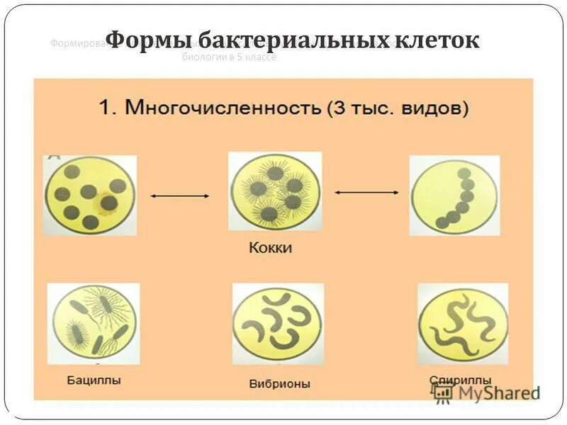 Примеры бактерий 2 класс. Примеры бактерий 2 класс