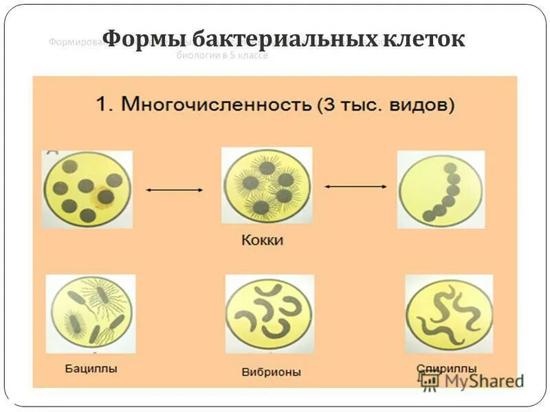 Спора имеет ядро. Формы бактерий. Формы клеток бактерий. Формы бактериальных клеток. Формы бактериальных клеток 5.