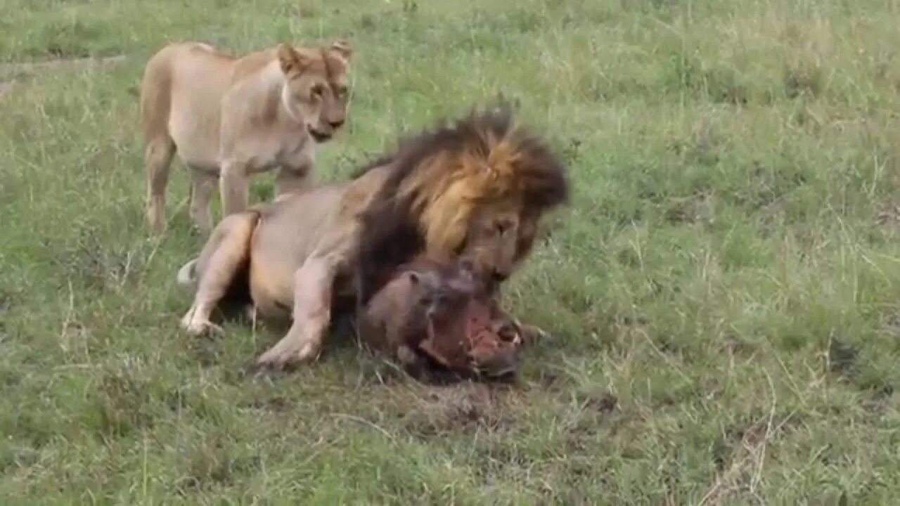Львица нападает на человека. Нападения Льва в сафари.