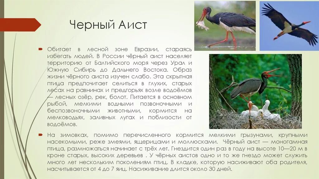 Краткое содержание аист. Красная книга пермского края черный аист. черный аист описание. черный аист птица красной книги.