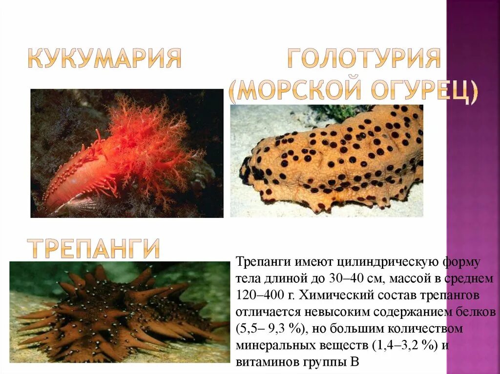 К какой группе относятся голотурии. Голотурия описание. Форма тела голотурии. Покровы тела голотурии. Представители класса морские огурцы.