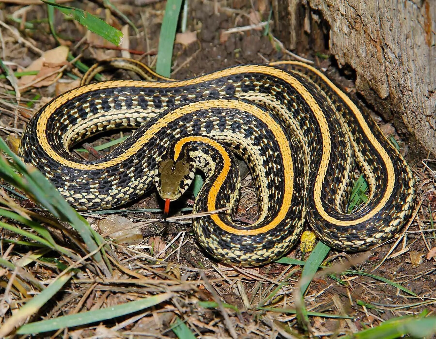 Калифорнийскаяподвязочная змеяъ. Подвязочная змея (Thamnophis sirtalis). Thamnophis Radix. Калифорнийский подвязочный уж.