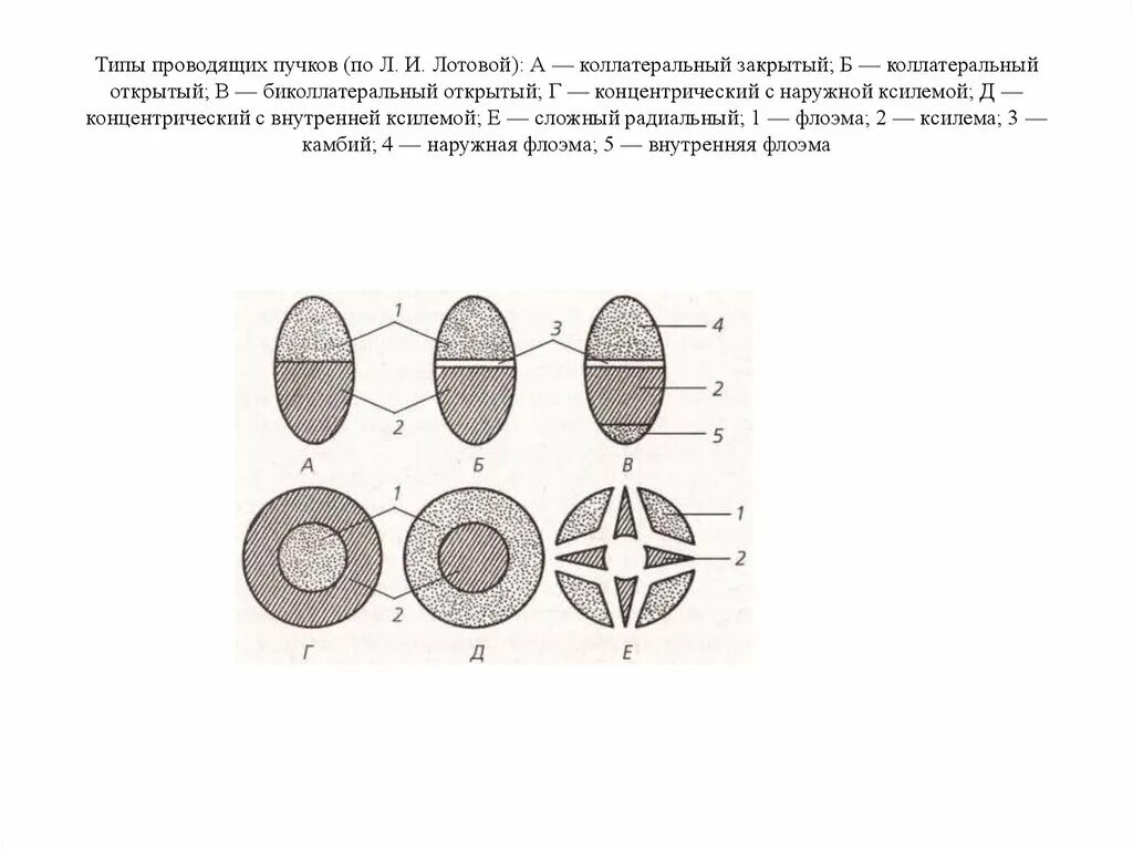 Типы проводящих пучков. Типы проводящих Пучков (по ботаника, 2006):. Типы проводящих Пучков растений коллатеральный. Строение проводящих Пучков. Схемы строения проводящих Пучков.