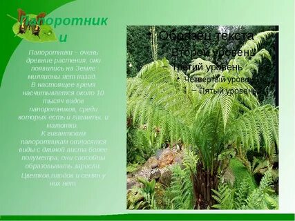 Папоротники 3 класс окружающий мир