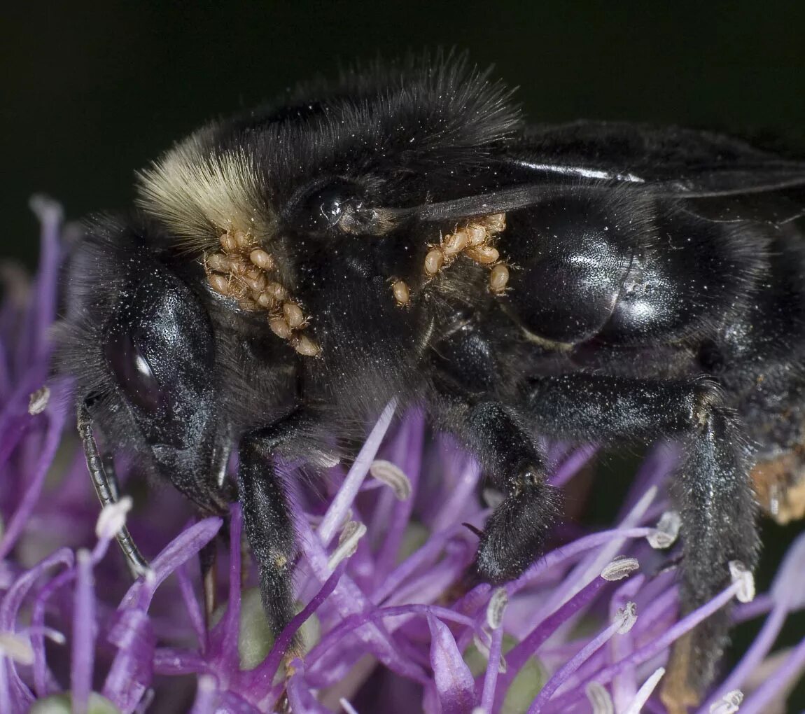 Пчелиный клещ варроа. Шмель блохи. Шмель блохи. Шмелиный клещ. Паразиты на шмеле.
