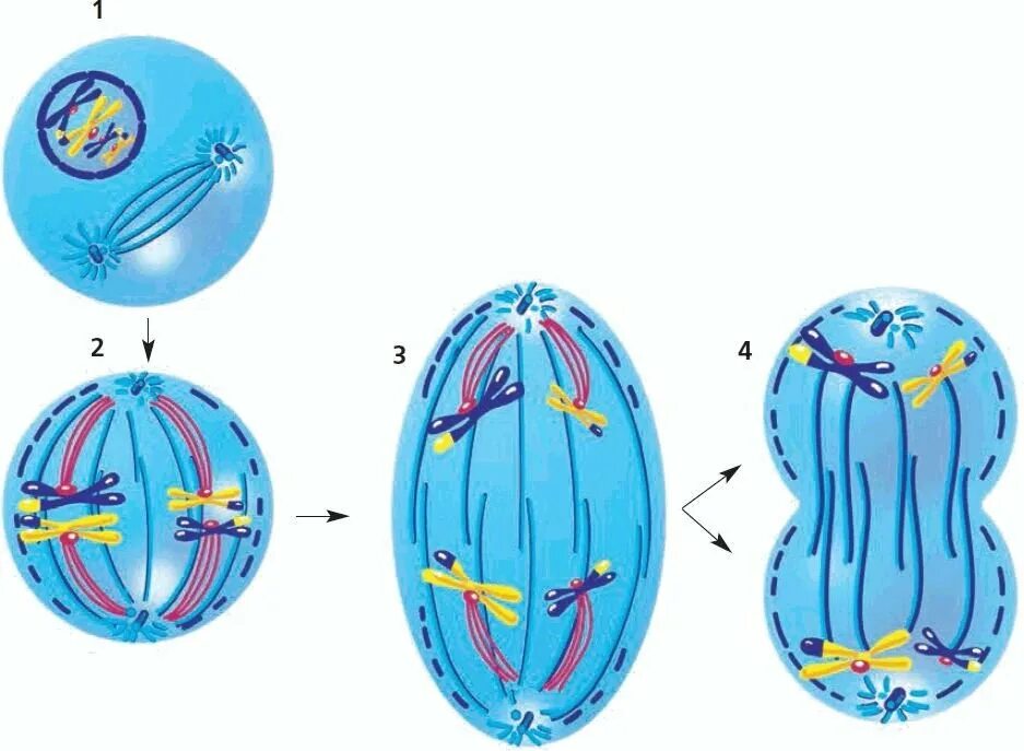Деление клетки мейоз биология 6 класс. Деление клетки митоз 6 класс биология. Деление клетки мейоз 6 класс. Митоз и мейоз рисунки. Фаза подготовки клетки к делению