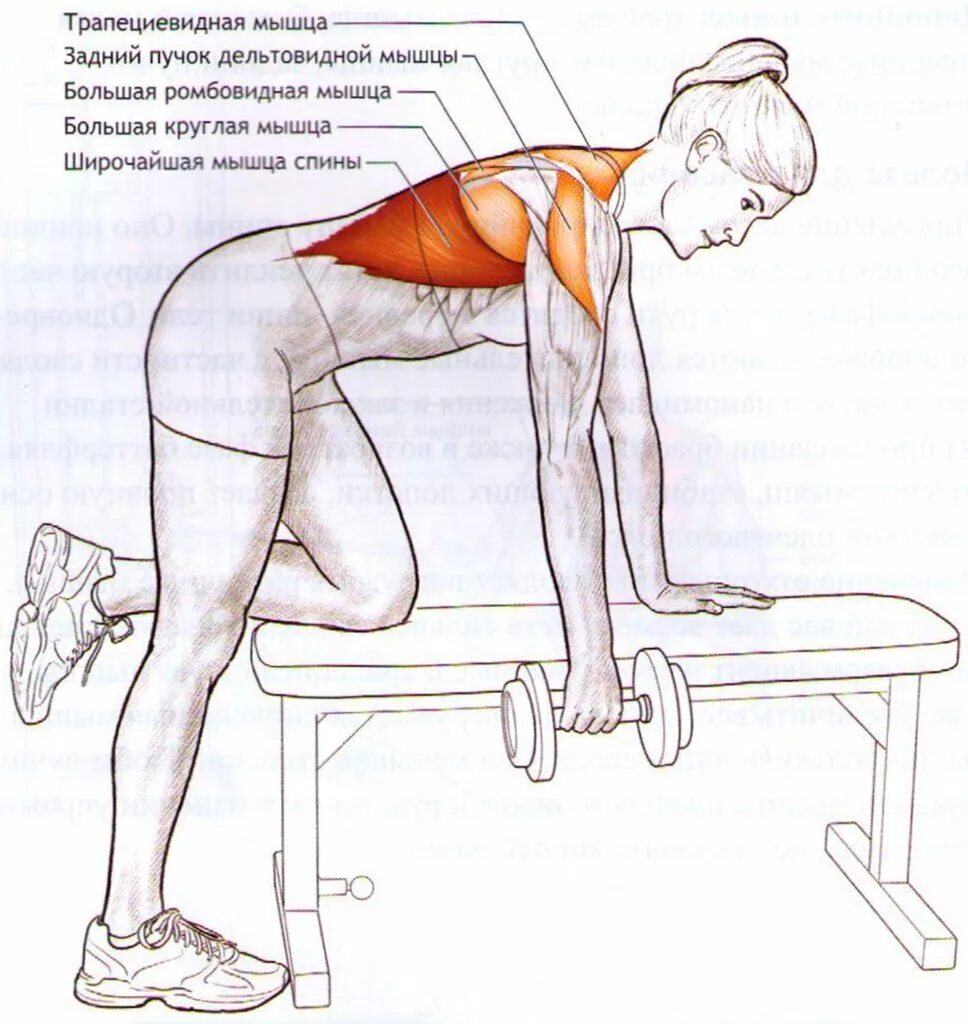 Поясница гантели. Упражнения для накачивания мышц спины. Как прокачать широчайшие мышцы спины. Упражнения задействующие мышцы спины. Упражнения для мышц спи.