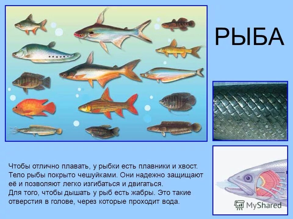 Презентация окружающий мир рыбы. Презентация рыбы для дошкольников. Морские рыбы для дошкольников. Картинки рыбы для дошкольников. Морские рыбы с названиями для детей.