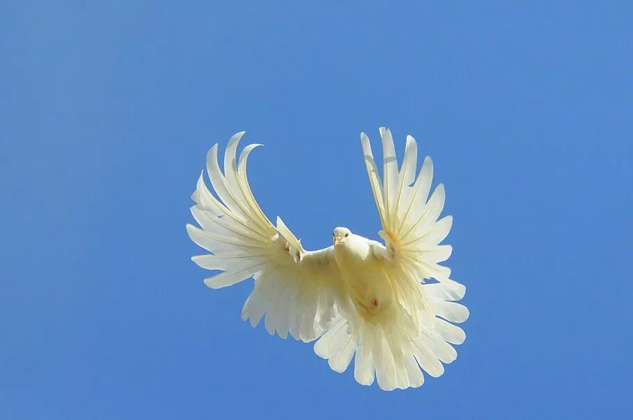 белые николаевские голуби. голуби николаевские чубатые. мариупольские белые голуби николаевские. белые торцовые голуби николаевские. одесские турманы.