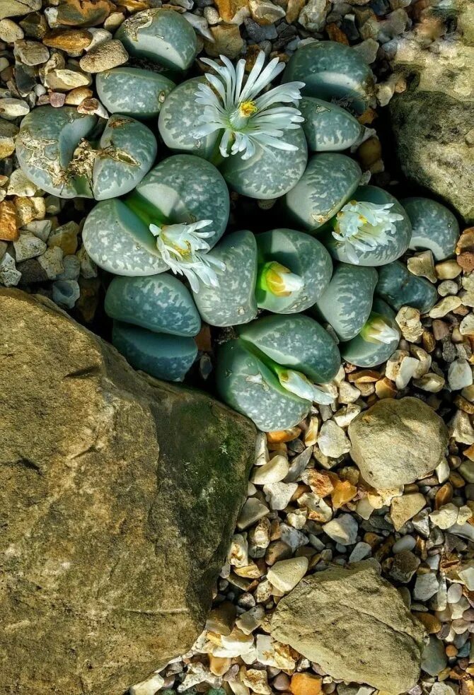 Литопсы. Растения камни литопсы. Цветущие камни литопсы. Литопс Джезин.
