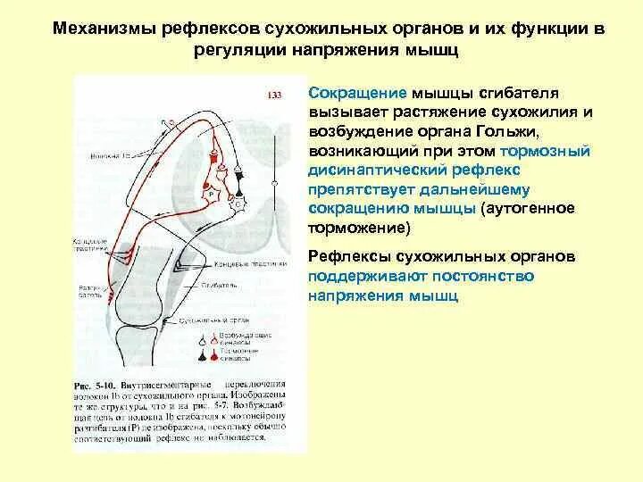 Как происходит рефлекс. Рефлекс регуляции длины мышц. Рефлекторная регуляция напряжения мышц. Рефлекторная регуляция напряжения мышц спинного мозга. Схема рефлекса растяжения физиология.