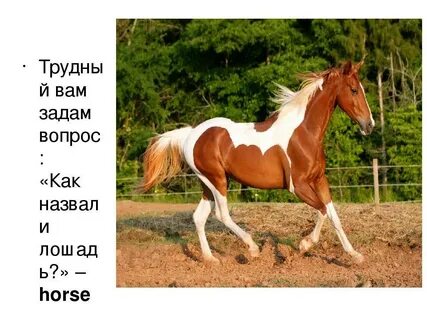 Старинное название лошади