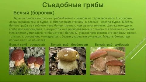 Боровик 3 класс