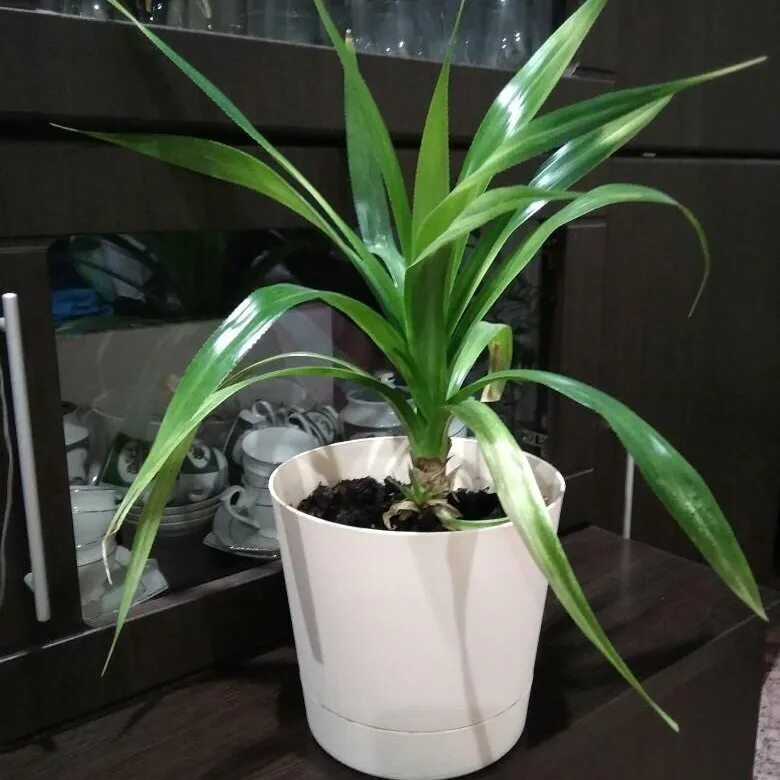 Комнатное растение панданус. Панданус. панданус цветок. панданус бобтиста. панданус комнатное.