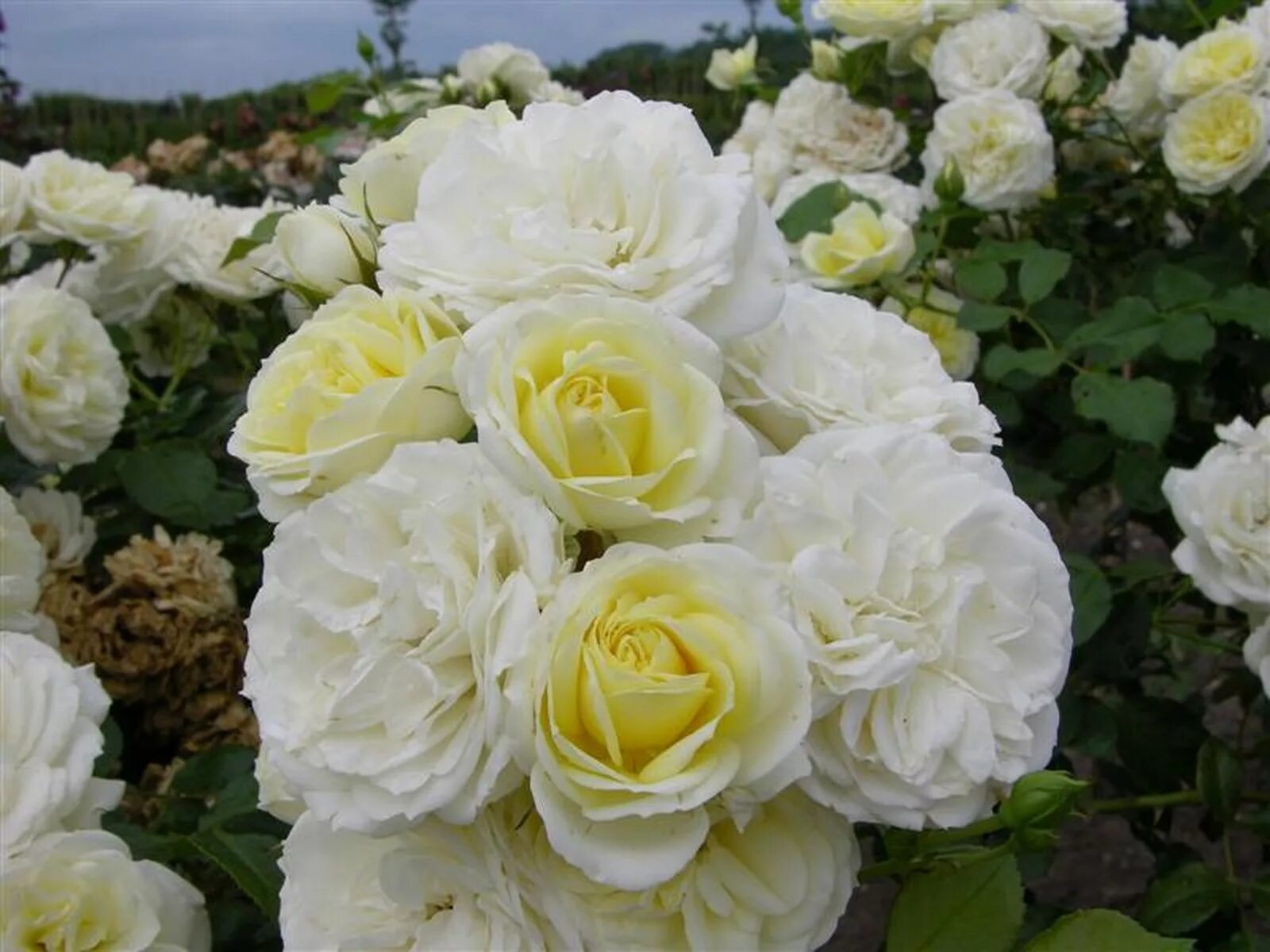 роза чайно-гибридная ванилла. описание розы ванилла. роза ванилла. описание розы ванилла. роза ванилла меидиланд.