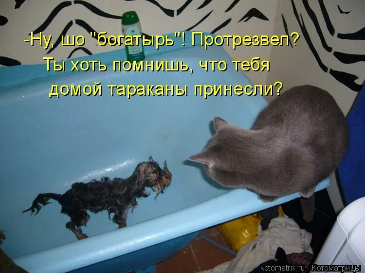 Живы угол думаешь. Котик в ванной. Смешные фото с надписями. Кот в ванне. Котята приколы.