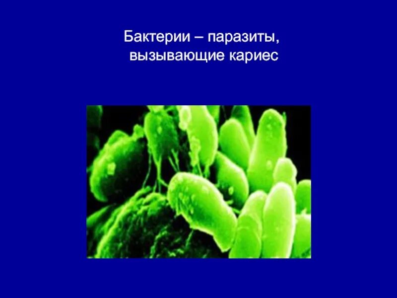 Микробы паразиты. Паразитические микроорганизмы. микроорганизмы паразиты.