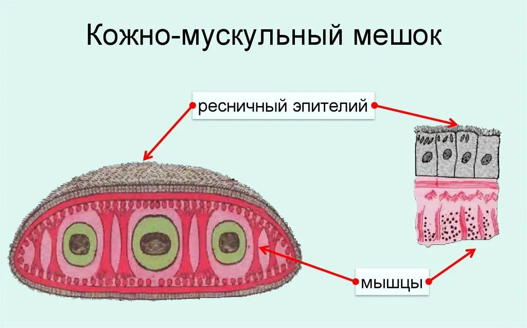 Какая ткань у плоских червей. Плоские черви строение кожно мускульного мешка. Строение кожно мускульного мешка ресничных червей. Кожно мускульный мешок турбеллярий. Строение кожно мускульного мешка планарии.