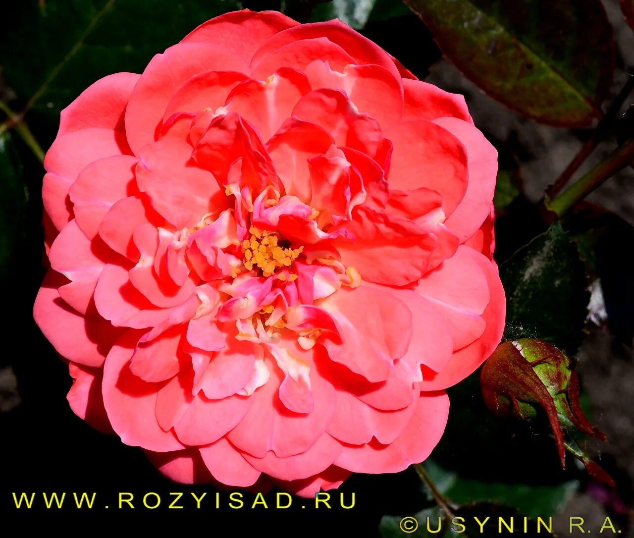 Пинк алиша мур. Зе пинк. Зе пинк. Ирис пинк горизонт. Зе пинк.