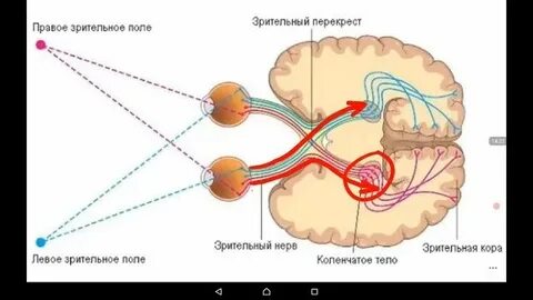 Нейроны зрительного пути