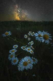 Первой летней ночи