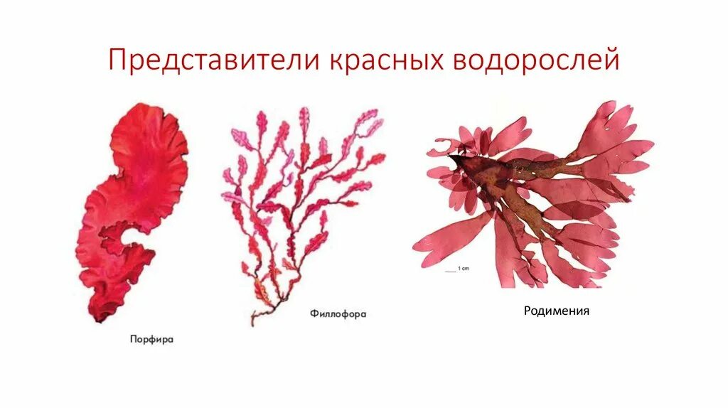 Багрянки водоросли представители. Отдел красные водоросли багрянки представители. Отдел красные водоросли багрянки. Порфира водоросль и Филлофора.