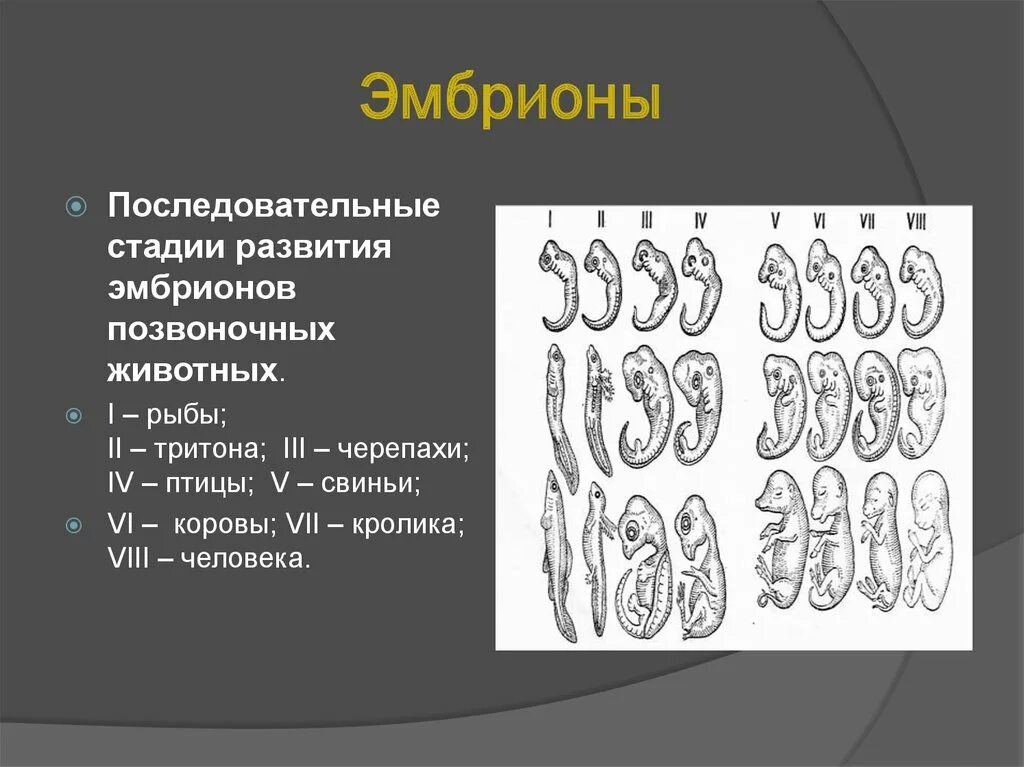 Стадии развития зародыша кролика. Стадии развития эмбриона кролика. Стадии эмбрионального развития позвоночных животных. Развитие эмбриона рыбы.