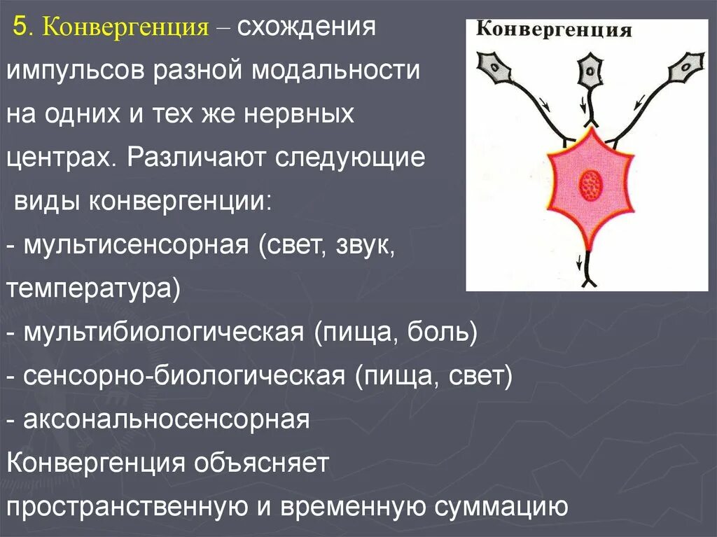 Конвергенция и дивергенция в ЦНС. Конвергенция нервных центров. Конвергенция физиология ЦНС. Конвергенция возбуждения.