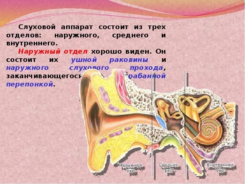 Почему звенит звонок видео 1 класс. Наружный слуховой аппарат. Почему звенит звонок 1 класс презентация. Почему звенит звонок. Конспект урока окружающий мир почему звенит звонок.