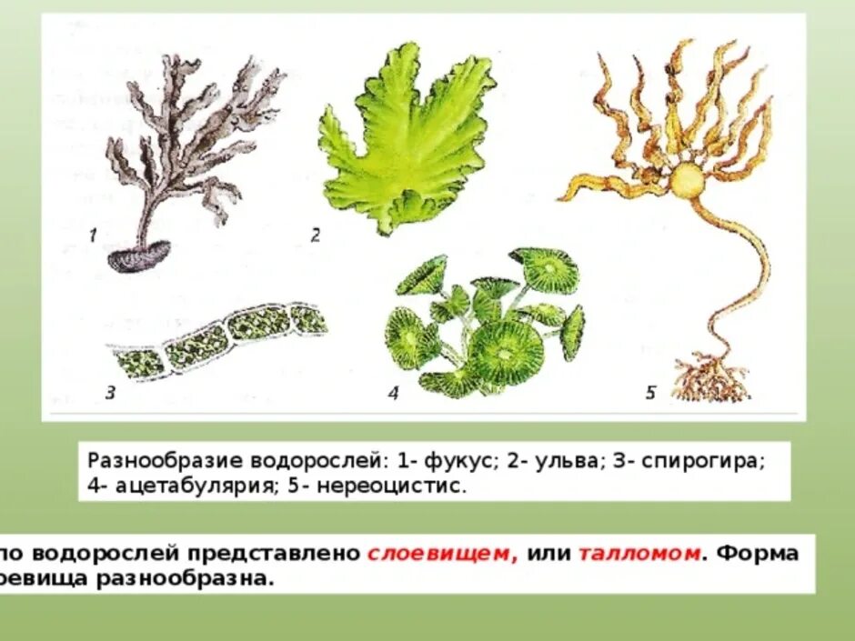 Водоросли урок. Форма таллома многоклеточных водорослей. Форма таллома зеленых водорослей. Строение слоевища водорослей. Фукус Ульва.