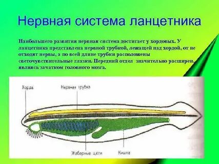 Над хордой у ланцетника расположена нервная трубка