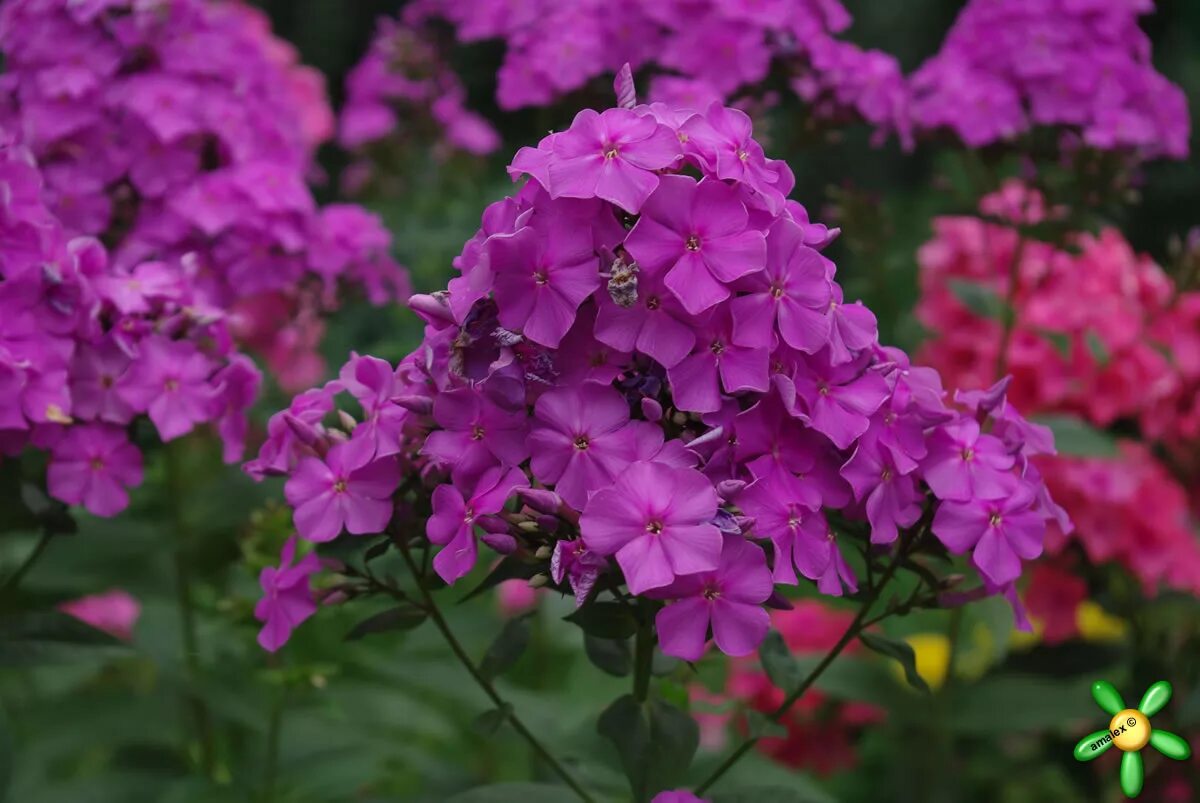 флокс адинда. ранние флоксы весенние фото и названия. флокс метельчатый balmoral. флокс метельчатый микс. флокс метельчатый goliath.