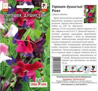 Фенотипы горошка душистого
