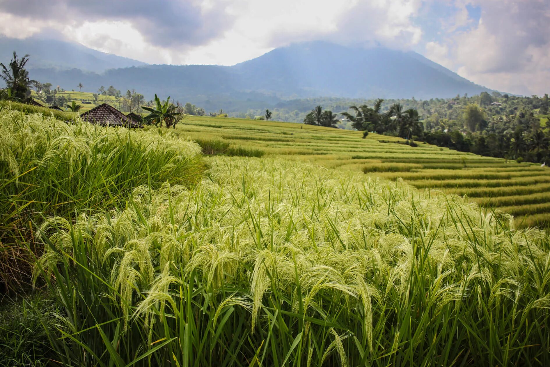 They rice in the fields. Рисовая поляна. джатилувих. paddy field. jatiluwih rice terrace.