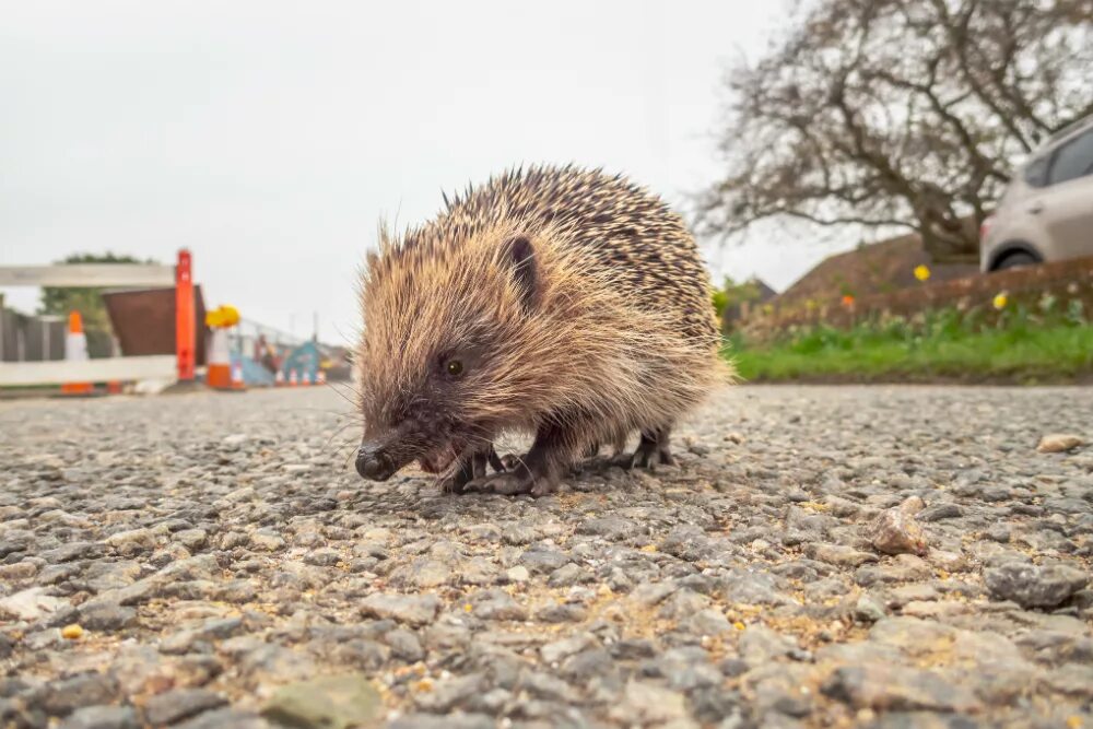 Jake says hedgehogs are decreasing