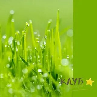 Grass live