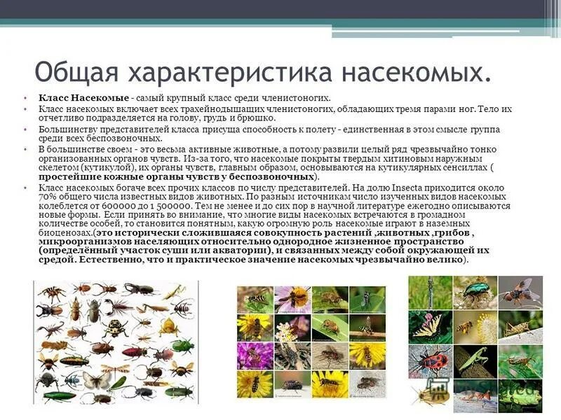Класс насекомые общая характеристика представители. Дайте характеристику класса насекомых. Характеристика насекомых 7 класс биология. Дайте характеристику класса насекомых. Дайте характеристику класса насекомых.