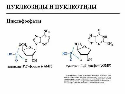 Фосфат нуклеотиды