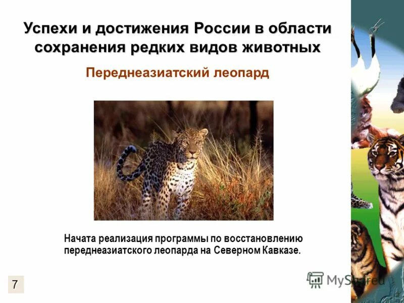 Охрана редких и вымирающих видов. Редкие животные иркутской области доклад. Для сохранения редких животных создана. Для сохранения редких животных создана. Для сохранения редких животных создана.