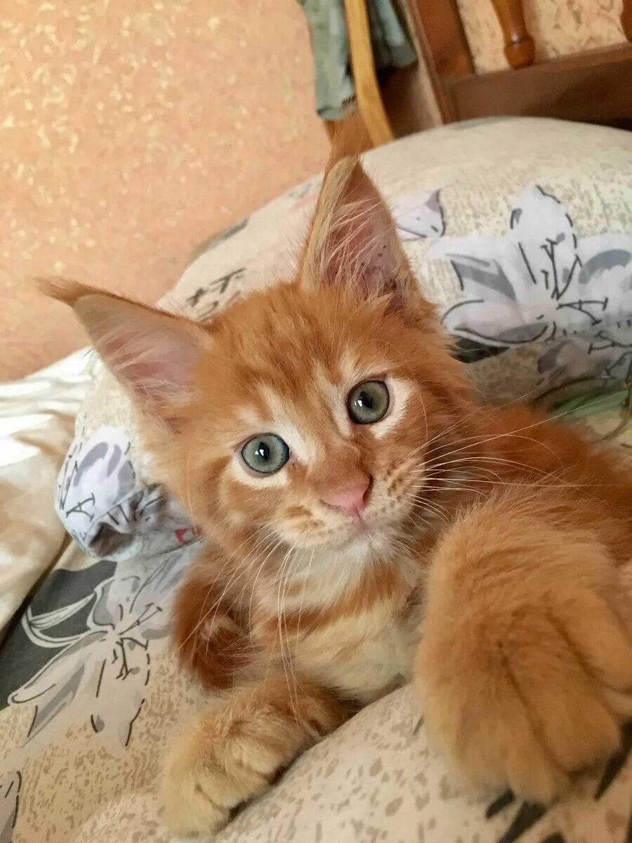 Авито объявления котята. Авито котята. беспородные рыжие котята похожие на мейн кунов. авито котята мейн кун. котята мейн куна авито.