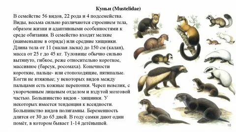 Сем куньих