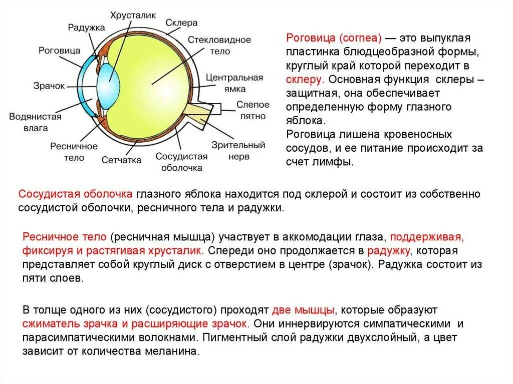 Роговица строение и функции. Схема строения роговицы офтальмология. Функции роговица оболочки глаза. Строение роговицы глаза.