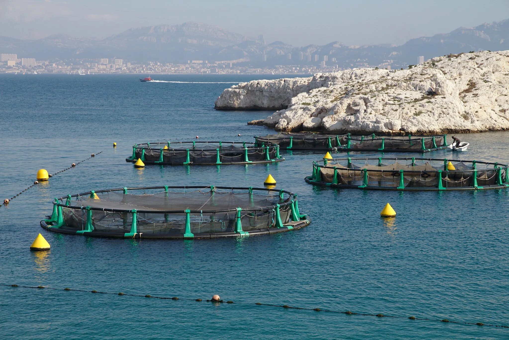 Марикультура и аквакультура. Марикультура в японии. Рыбная ферма. Рыбная ферма. Дагестан форель форелевая ферма.