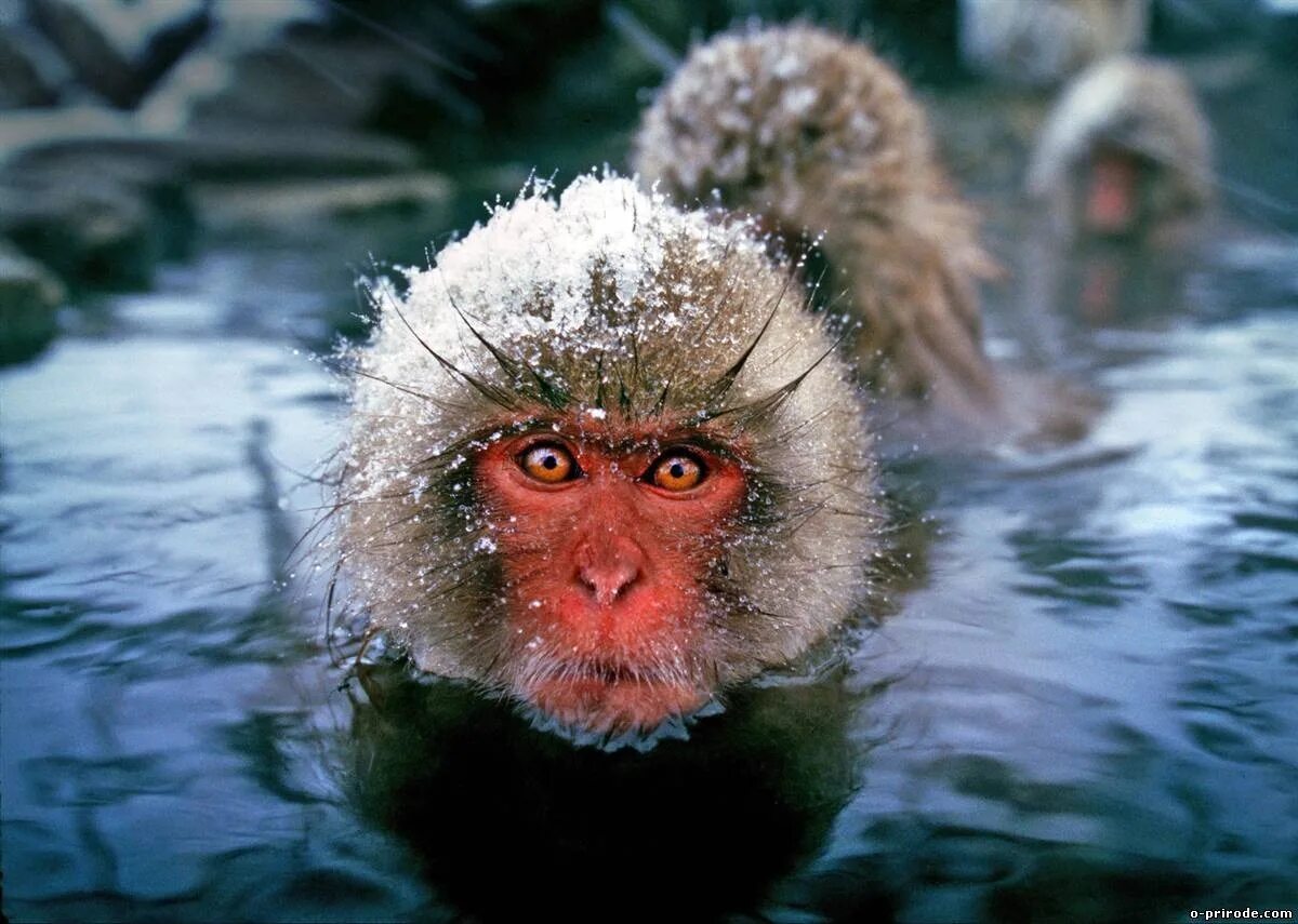 Обезьяна в кипятке. Парк снежных обезьян Джигокудани. Парк Джигокудани Япония. Японские макаки в горячих источниках зимой. Японский макак мартышковые.