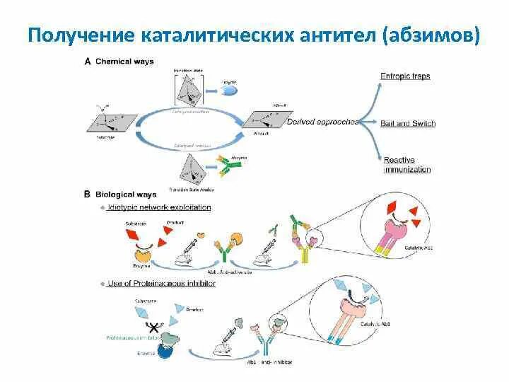 Каталитические антитела. Каталитические антитела