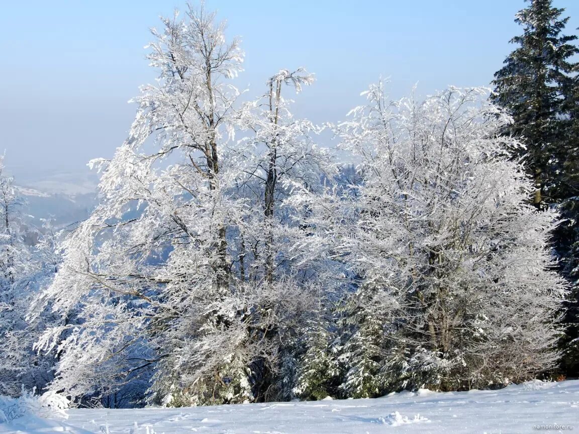 Is winter beautiful. Зимнее дерево. Деревья в снегу. Зимняя природа. Заснеженные деревья.