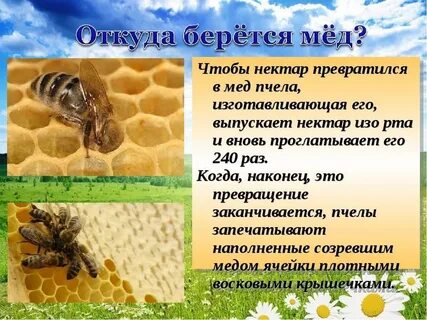 Зачем нужен нектар