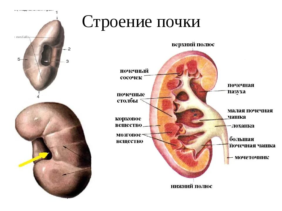 Наружное строение почки анатомия. Анатомические структуры почки. Внешнее строение почки анатомия. Названия частей почки.