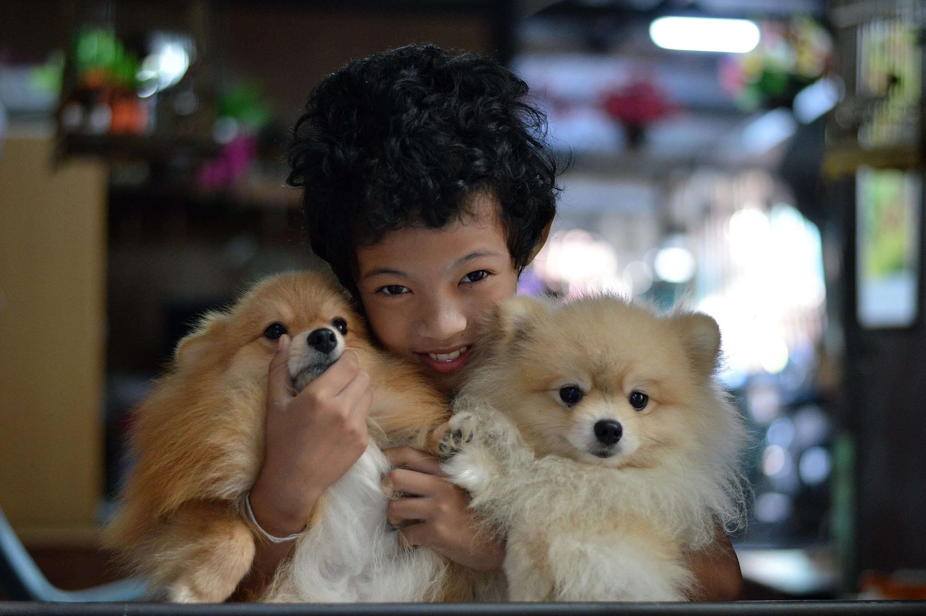 Бангкок собака купить. Мальчик и две собаки