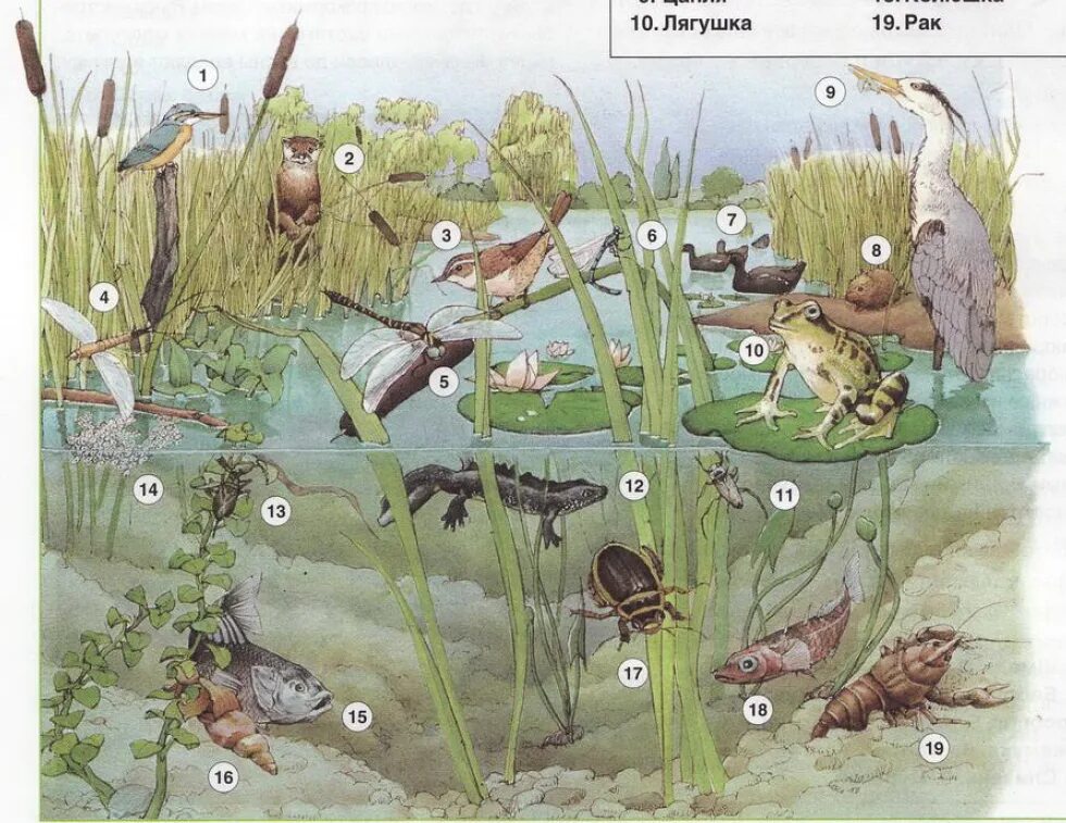 Биоценоз и экосистема. Биоценоз пресноводного пруда. Обитатели пресных вод. Экосистемы для дошкольников.